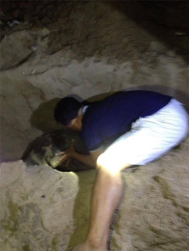 Hải cẩu bị đánh chết và nỗi oan của người dân Phan Rí Cửa