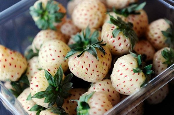 Dâu tây Bạch Tuyết: Đắt nhất thế giới, dân Việt mua ăn vặt