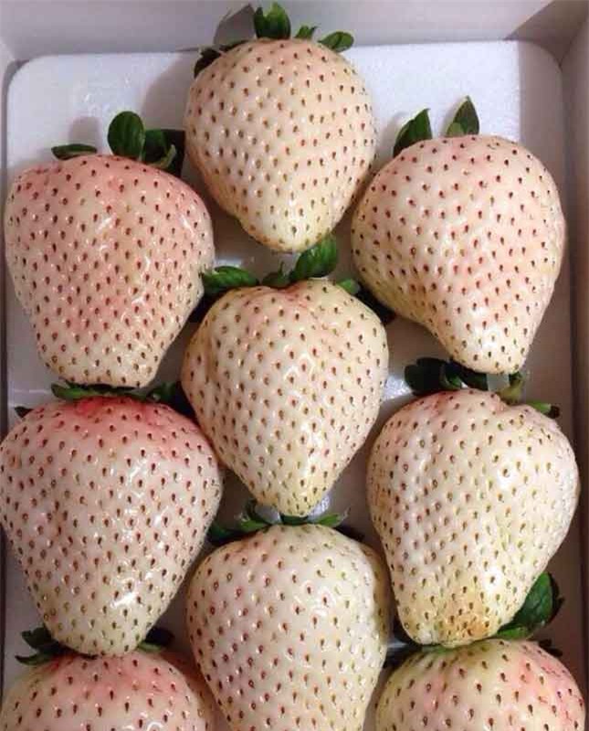 Dâu tây Bạch Tuyết: Đắt nhất thế giới, dân Việt mua ăn vặt