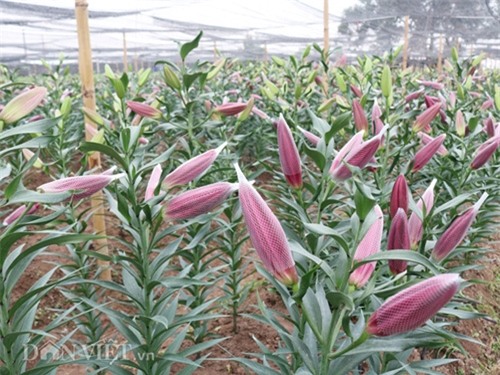 ha noi: hoa ly no do dong, ban gia 