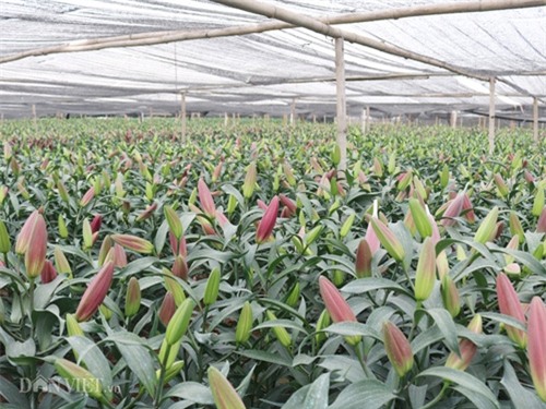 ha noi: hoa ly no do dong, ban gia 