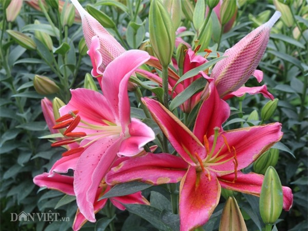 ha noi: hoa ly no do dong, ban gia 