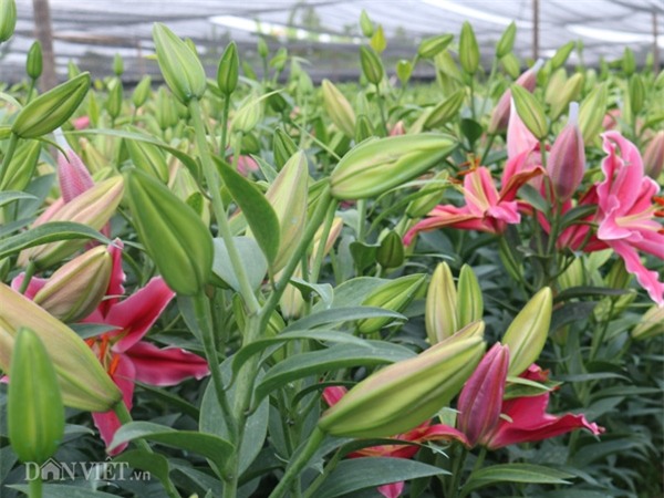 ha noi: hoa ly no do dong, ban gia 