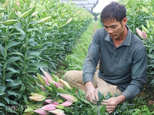 ha noi: hoa ly no do dong, ban gia 