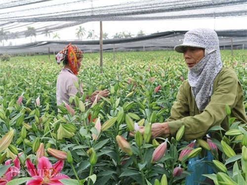 ha noi: hoa ly no do dong, ban gia 