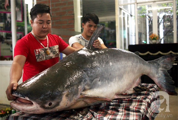 Nhà giàu Hà Nội bỏ cả trăm triệu mua cá khổng lồ về ăn Tết - Ảnh 1.