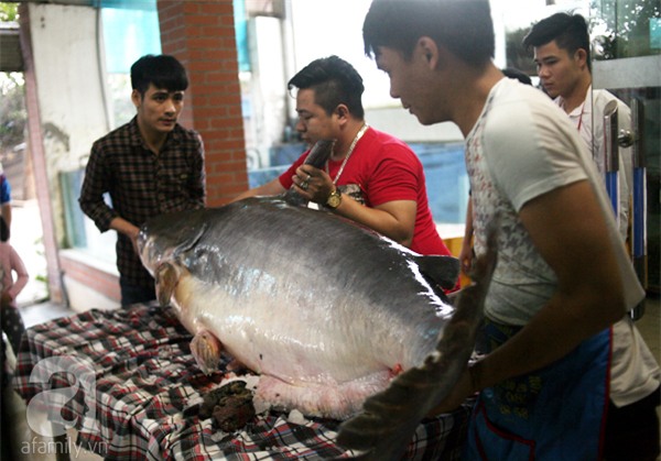 Nhà giàu Hà Nội bỏ cả trăm triệu mua cá khổng lồ về ăn Tết - Ảnh 2.