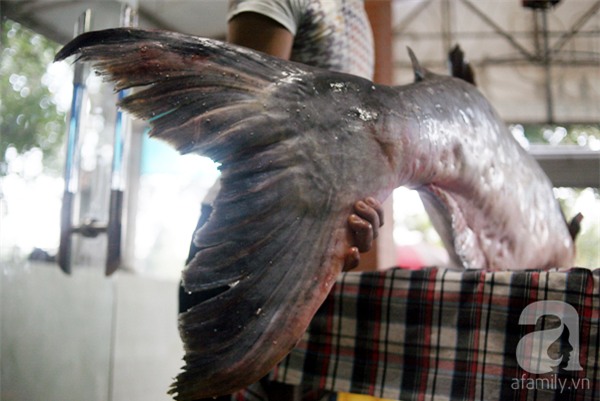 Nhà giàu Hà Nội bỏ cả trăm triệu mua cá khổng lồ về ăn Tết - Ảnh 3.