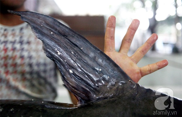 Nhà giàu Hà Nội bỏ cả trăm triệu mua cá khổng lồ về ăn Tết - Ảnh 4.