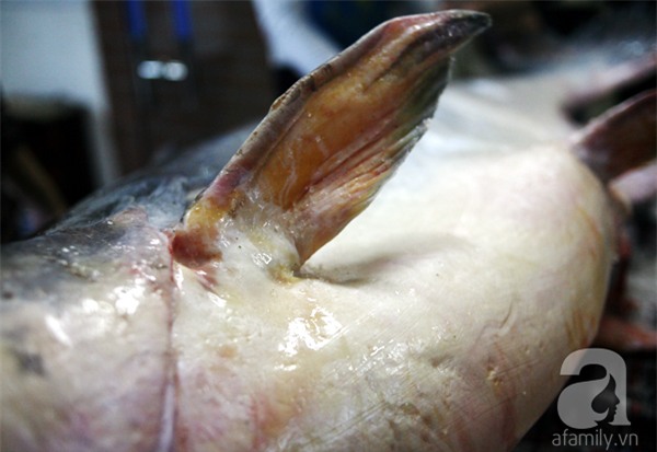 Nhà giàu Hà Nội bỏ cả trăm triệu mua cá khổng lồ về ăn Tết - Ảnh 5.