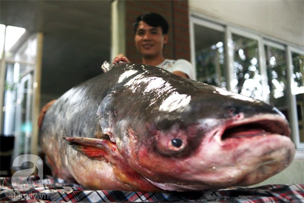 Nhà giàu Hà Nội bỏ cả trăm triệu mua cá khổng lồ về ăn Tết - Ảnh 6.