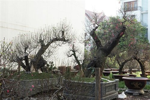 Hai gốc đào thế giá 100 triệu nhất chợ tết Hà Nội