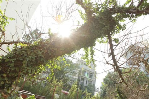 Hai gốc đào thế giá 100 triệu nhất chợ tết Hà Nội