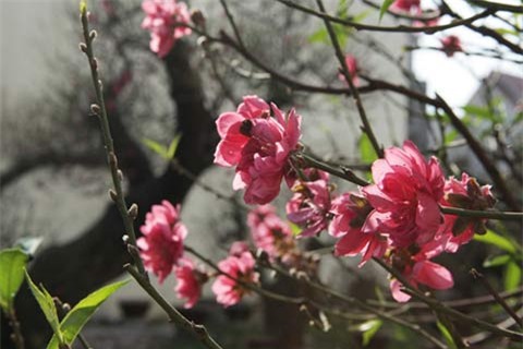 Hai gốc đào thế giá 100 triệu nhất chợ tết Hà Nội