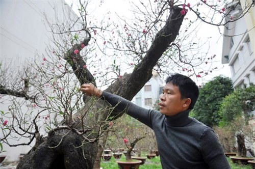 Hai gốc đào thế giá 100 triệu nhất chợ tết Hà Nội