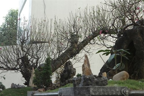 Hai gốc đào thế giá 100 triệu nhất chợ tết Hà Nội