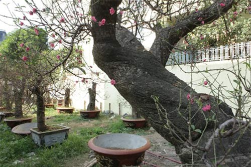 Hai gốc đào thế giá 100 triệu nhất chợ tết Hà Nội