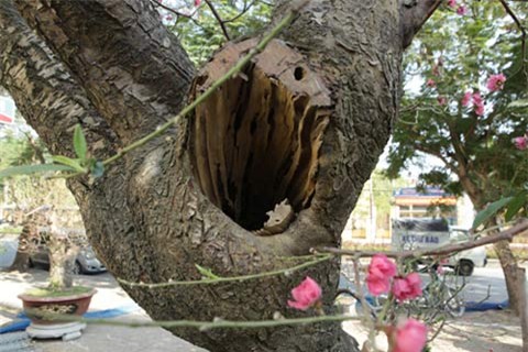 Hai gốc đào thế giá 100 triệu nhất chợ tết Hà Nội