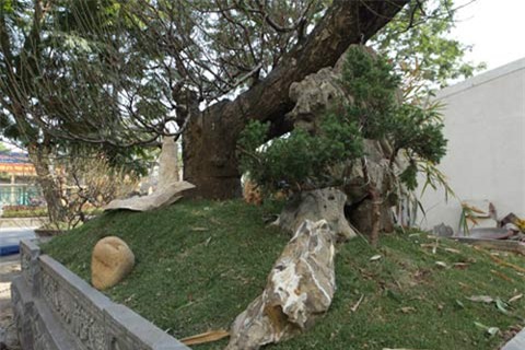 Hai gốc đào thế giá 100 triệu nhất chợ tết Hà Nội