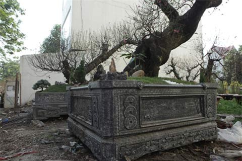 Hai gốc đào thế giá 100 triệu nhất chợ tết Hà Nội