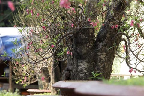 Hai gốc đào thế giá 100 triệu nhất chợ tết Hà Nội