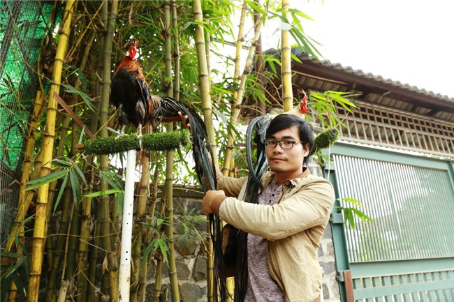 Chi 65 triệu rước gà Nhật đuôi siêu dài về chơi Tết