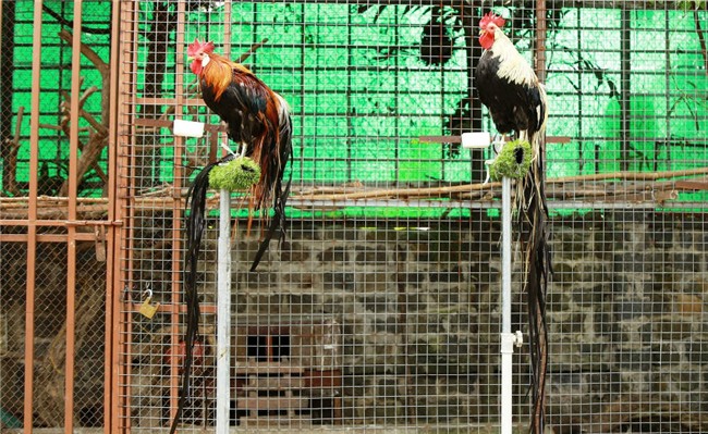 Chi 65 triệu rước gà Nhật đuôi siêu dài về chơi Tết