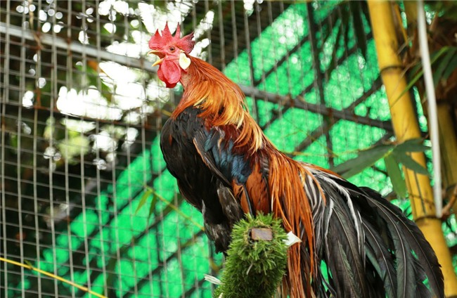 Chi 65 triệu rước gà Nhật đuôi siêu dài về chơi Tết