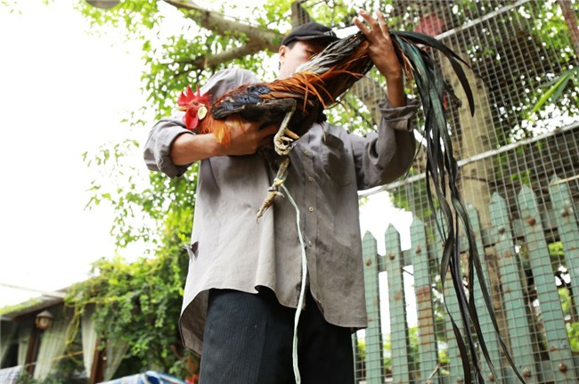 Chi 65 triệu rước gà Nhật đuôi siêu dài về chơi Tết