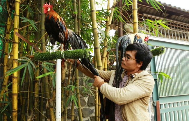 Chi 65 triệu rước gà Nhật đuôi siêu dài về chơi Tết