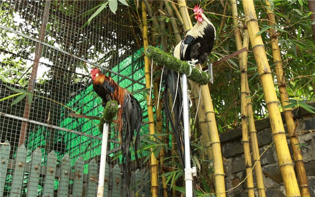 Chi 65 triệu rước gà Nhật đuôi siêu dài về chơi Tết