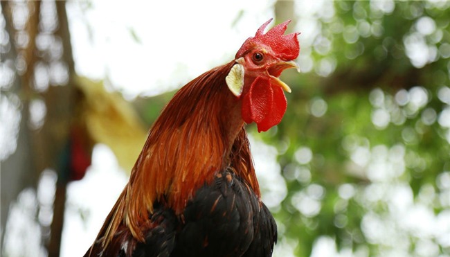 Chi 65 triệu rước gà Nhật đuôi siêu dài về chơi Tết