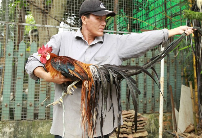 Chi 65 triệu rước gà Nhật đuôi siêu dài về chơi Tết