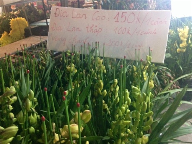 gia hoa se tang vu vu dip can tet? hinh anh 2