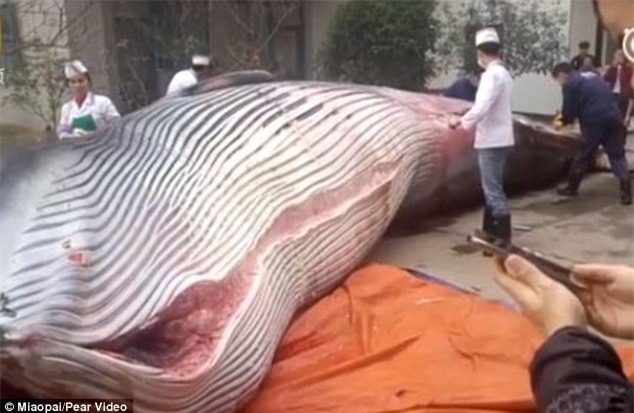 Trung Quốc: Nhà hàng mua cá voi 8 tấn, yêu cầu đầu bếp giết thịt trước mặt quan khách - Ảnh 2.