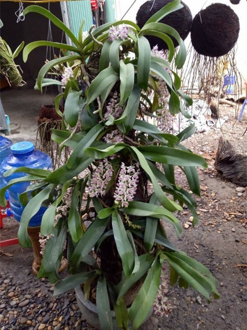 Lan trụ đai châu có giá khá chát, từ 4 đến hàng chục triệu đồng.