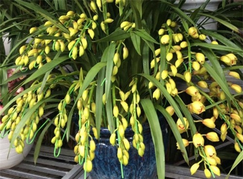 Địa lan được tính theo khóm hoặc cành. Mỗi cành địa lan có giá khoảng 200 nghìn -1 triệu đồng