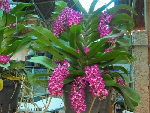 Lan đai châu (ngọc điểm) được trồng trong chậu, giống như những viên ngọc xâu thành chuỗi dài