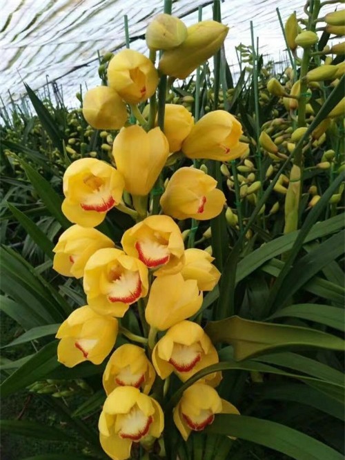 Địa lan hoàng hầu sắc vàng, bông to