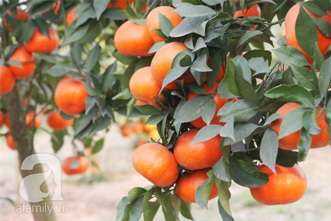 5 đặc sản có tiền triệu mà không đặt sớm cũng chưa chắc đã có mà mua - Ảnh 10.