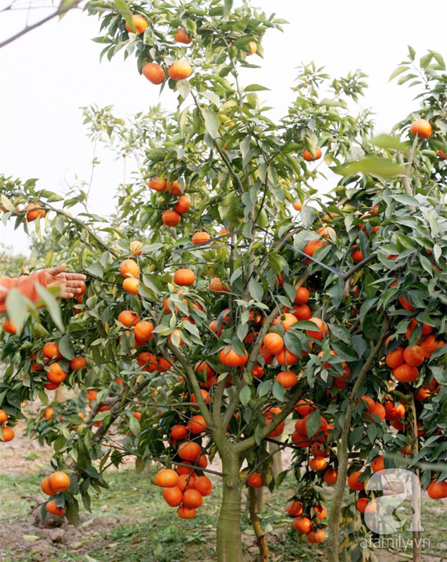 5 đặc sản có tiền triệu mà không đặt sớm cũng chưa chắc đã có mà mua - Ảnh 9.