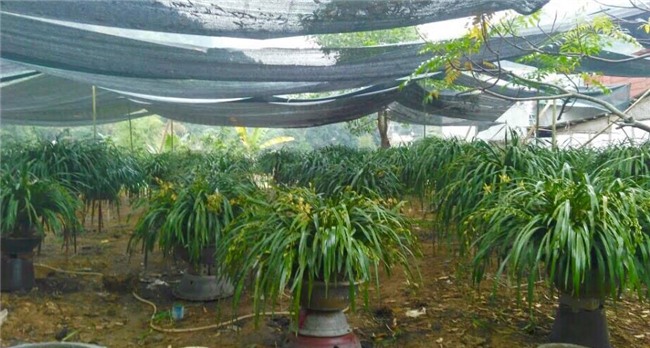 Vườn địa lan hơn 50 tỷ trên đỉnh trời Sapa