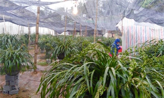 Vườn địa lan hơn 50 tỷ trên đỉnh trời Sapa