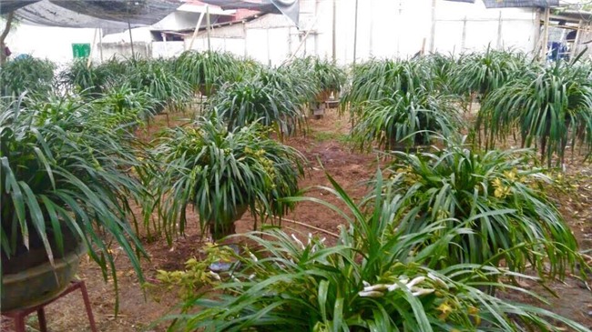 Vườn địa lan hơn 50 tỷ trên đỉnh trời Sapa