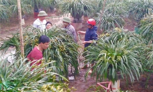 Vườn địa lan hơn 50 tỷ trên đỉnh trời Sapa