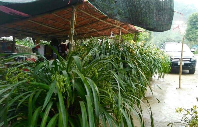 Vườn địa lan hơn 50 tỷ trên đỉnh trời Sapa