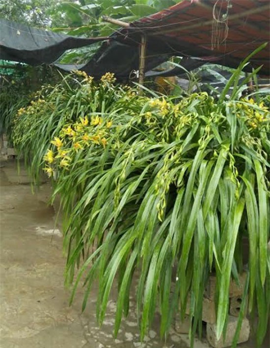 Vườn địa lan hơn 50 tỷ trên đỉnh trời Sapa