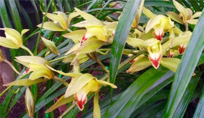 Vườn địa lan hơn 50 tỷ trên đỉnh trời Sapa