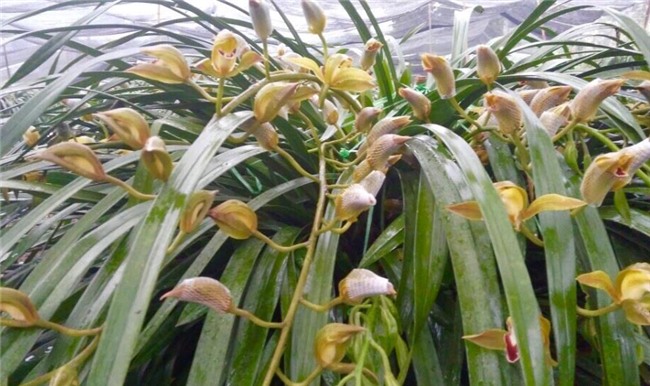 Vườn địa lan hơn 50 tỷ trên đỉnh trời Sapa