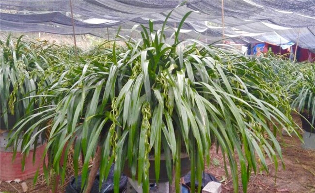 Vườn địa lan hơn 50 tỷ trên đỉnh trời Sapa